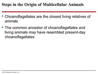 Steps in the Origin of Multicellular Animals
 Choanoflagellates are the closest living relatives of
animals
 The common ancestor of choanoflagellates and
living animals may have resembled present-day
choanoflagellates
© 2014 Pearson Education, Inc.
 