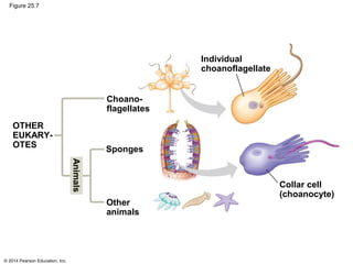 © 2014 Pearson Education, Inc.
Figure 25.7
Individual
choanoflagellate
Choano-
flagellates
Other
animals
Collar cell
(choanocyte)
Sponges
Animals
OTHER
EUKARY-
OTES
 