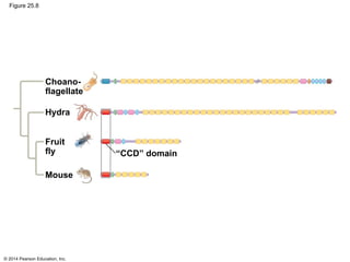 © 2014 Pearson Education, Inc.
Figure 25.8
Hydra
Mouse
“CCD” domain
Choano-
flagellate
Fruit
fly
 