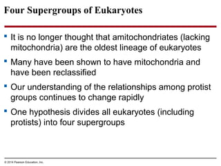 Four Supergroups of Eukaryotes
 It is no longer thought that amitochondriates (lacking
mitochondria) are the oldest lineage of eukaryotes
 Many have been shown to have mitochondria and
have been reclassified
 Our understanding of the relationships among protist
groups continues to change rapidly
 One hypothesis divides all eukaryotes (including
protists) into four supergroups
© 2014 Pearson Education, Inc.
 