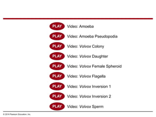 © 2014 Pearson Education, Inc.
Video: Amoeba Pseudopodia
Video: Volvox Colony
Video: Amoeba
Video: Volvox Female Spheroid
Video: Volvox Flagella
Video: Volvox Daughter
Video: Volvox Inversion 1
Video: Volvox Sperm
Video: Volvox Inversion 2
 