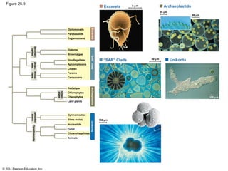 © 2014 Pearson Education, Inc.
Figure 25.9
Stramen-
opiles Diplomonads
Parabasalids
Euglenozoans
Excavata
Alveo-
lates
Rhiza-
rians
Diatoms
Brown algae
Dinoflagellates
Apicomplexans
Ciliates
Forams
Cercozoans
“SAR”clade
Green
algae
Amoebo-
zoans
Red algae
Chlorophytes
Charophytes
Land plants
Archaeplastida
Opisthokonts
Unikonta
Gymnamoebas
Slime molds
Nucleariids
Fungi
Choanoflagellates
Animals
100 µm
50 µm
“SAR” Clade
Excavata 5 µm Archaeplastida
20 µm
50 µm
Unikonta
100 µm
 