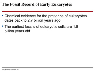 The Fossil Record of Early Eukaryotes
 Chemical evidence for the presence of eukaryotes
dates back to 2.7 billion years ago
 The earliest fossils of eukaryotic cells are 1.8
billion years old
© 2014 Pearson Education, Inc.
 