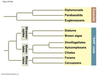 © 2014 Pearson Education, Inc.
Figure 25.9aa
Stramen-
opiles
Diplomonads
Parabasalids
Euglenozoans
Excavata
Alveo-
lates
Rhiza-
rians
Diatoms
Brown algae
Dinoflagellates
Apicomplexans
Ciliates
Forams
Cercozoans
“SAR”clade
 