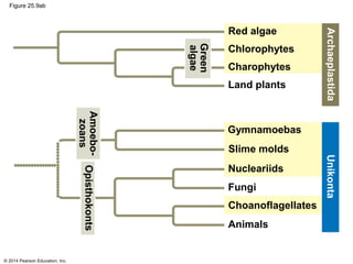 © 2014 Pearson Education, Inc.
Figure 25.9ab
Green
algae
Amoebo-
zoans
Red algae
Chlorophytes
Charophytes
Land plants
Archaeplastida
Opisthokonts
Unikonta
Gymnamoebas
Slime molds
Nucleariids
Fungi
Choanoflagellates
Animals
 