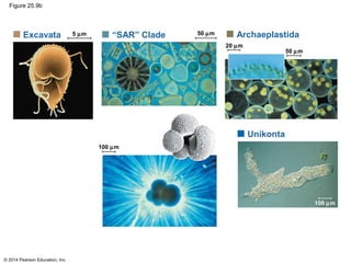© 2014 Pearson Education, Inc.
Figure 25.9b
Excavata “SAR” Clade Archaeplastida
50 µm
50 µm
20 µm
5 µm
Unikonta
100 µm
100 µm
 