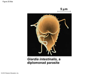 © 2014 Pearson Education, Inc.
Figure 25.9ba
Giardia intestinalis, a
diplomonad parasite
5 µm
 