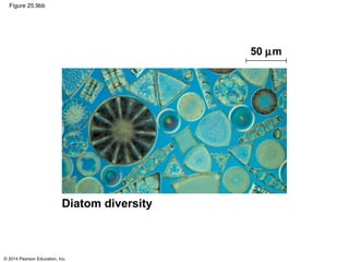 © 2014 Pearson Education, Inc.
Figure 25.9bb
Diatom diversity
50 µm
 
