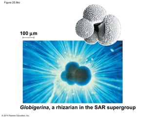 © 2014 Pearson Education, Inc.
Figure 25.9bc
Globigerina, a rhizarian in the SAR supergroup
100 µm
 