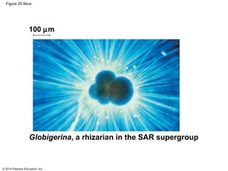 © 2014 Pearson Education, Inc.
Figure 25.9bca
Globigerina, a rhizarian in the SAR supergroup
100 µm
 