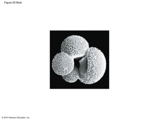 © 2014 Pearson Education, Inc.
Figure 25.9bcb
 