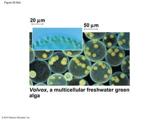 © 2014 Pearson Education, Inc.
Figure 25.9bd
Volvox, a multicellular freshwater green
alga
20 µm
50 µm
 