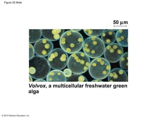 © 2014 Pearson Education, Inc.
Figure 25.9bda
Volvox, a multicellular freshwater green
alga
50 µm
 