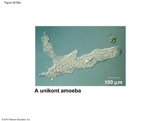 © 2014 Pearson Education, Inc.
Figure 25.9be
100 µm
A unikont amoeba
 