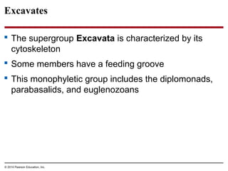 Excavates
 The supergroup Excavata is characterized by its
cytoskeleton
 Some members have a feeding groove
 This monophyletic group includes the diplomonads,
parabasalids, and euglenozoans
© 2014 Pearson Education, Inc.
 