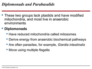 Diplomonads and Parabasalids
 These two groups lack plastids and have modified
mitochondria, and most live in anaerobic
environments
 Diplomonads
 Have reduced mitochondria called mitosomes
 Derive energy from anaerobic biochemical pathways
 Are often parasites, for example, Giardia intestinalis
 Move using multiple flagella
© 2014 Pearson Education, Inc.
 