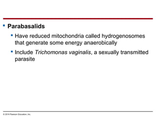  Parabasalids
 Have reduced mitochondria called hydrogenosomes
that generate some energy anaerobically
 Include Trichomonas vaginalis, a sexually transmitted
parasite
© 2014 Pearson Education, Inc.
 