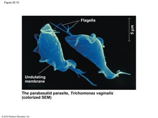 © 2014 Pearson Education, Inc.
Figure 25.10
The parabasalid parasite, Trichomonas vaginalis
(colorized SEM)
Undulating
membrane
Flagella
5µm
 