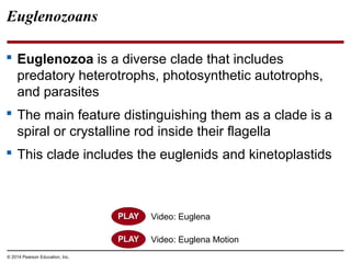 Euglenozoans
 Euglenozoa is a diverse clade that includes
predatory heterotrophs, photosynthetic autotrophs,
and parasites
 The main feature distinguishing them as a clade is a
spiral or crystalline rod inside their flagella
 This clade includes the euglenids and kinetoplastids
© 2014 Pearson Education, Inc.
Video: Euglena Motion
Video: Euglena
 