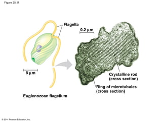 © 2014 Pearson Education, Inc.
Figure 25.11
Euglenozoan flagellum
Ring of microtubules
(cross section)
Crystalline rod
(cross section)
8 µm
0.2 µm
Flagella
 