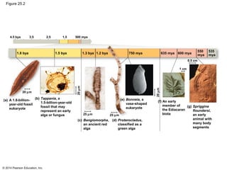 © 2014 Pearson Education, Inc.
Figure 25.2
4.5 bya 3.5 1.52.5 500 mya
1.8 bya 1.5 bya 1.3 bya 1.2 bya
20 µm
20µm
25 µm 25 µm
(a) A 1.8-billion-
year-old fossil
eukaryote
(b) Tappania, a
1.5-billion-year-old
fossil that may
represent an early
alga or fungus
(c) Bangiomorpha,
an ancient red
alga
20µm
(d) Proterocladus,
classified as a
green alga
(e) Bonneia, a
vase-shaped
eukaryote
(f) An early
member of
the Ediacaran
biota
(g) Spriggina
floundersi,
an early
animal with
many body
segments
750 mya 635 mya 600 mya
550
mya
535
mya
1 cm
0.5 cm
 
