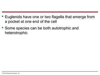  Euglenids have one or two flagella that emerge from
a pocket at one end of the cell
 Some species can be both autotrophic and
heterotrophic
© 2014 Pearson Education, Inc.
 