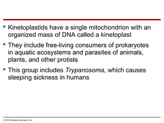  Kinetoplastids have a single mitochondrion with an
organized mass of DNA called a kinetoplast
 They include free-living consumers of prokaryotes
in aquatic ecosystems and parasites of animals,
plants, and other protists
 This group includes Trypanosoma, which causes
sleeping sickness in humans
© 2014 Pearson Education, Inc.
 