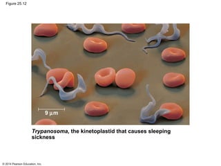 © 2014 Pearson Education, Inc.
Figure 25.12
Trypanosoma, the kinetoplastid that causes sleeping
sickness
9 µm
 