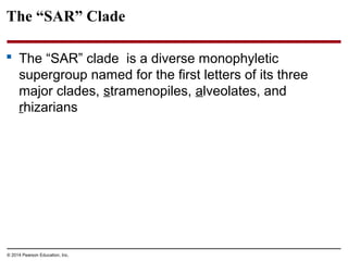 The “SAR” Clade
 The “SAR” clade is a diverse monophyletic
supergroup named for the first letters of its three
major clades, stramenopiles, alveolates, and
rhizarians
© 2014 Pearson Education, Inc.
 