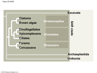 © 2014 Pearson Education, Inc.
Figure 25.UN03
Archaeplastida
Unikonta
SARclade
Rhizarians
Alveolates
Stramenopiles
Excavata
Diatoms
Brown algae
Dinoflagellates
Apicomplexans
Ciliates
Forams
Cercozoans
 