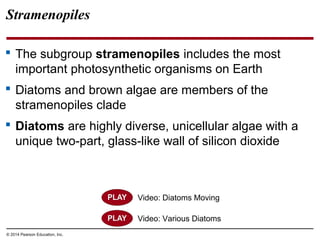 Stramenopiles
 The subgroup stramenopiles includes the most
important photosynthetic organisms on Earth
 Diatoms and brown algae are members of the
stramenopiles clade
 Diatoms are highly diverse, unicellular algae with a
unique two-part, glass-like wall of silicon dioxide
© 2014 Pearson Education, Inc.
Video: Various Diatoms
Video: Diatoms Moving
 