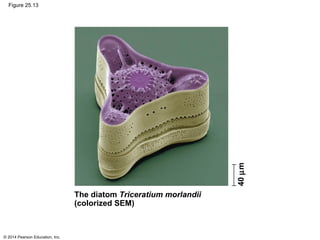 © 2014 Pearson Education, Inc.
Figure 25.13
The diatom Triceratium morlandii
(colorized SEM)
40µm
 