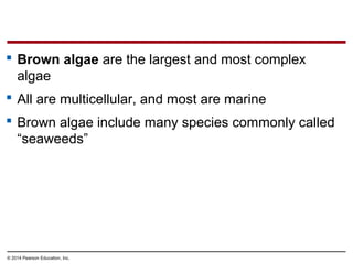 Brown algae are the largest and most complex
algae
 All are multicellular, and most are marine
 Brown algae include many species commonly called
“seaweeds”
© 2014 Pearson Education, Inc.
 