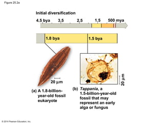© 2014 Pearson Education, Inc.
Figure 25.2a
4.5 bya 3.5 1.52.5 500 mya
1.8 bya 1.5 bya
20 µm
20µm
(a) A 1.8-billion-
year-old fossil
eukaryote
(b) Tappania, a
1.5-billion-year-old
fossil that may
represent an early
alga or fungus
Initial diversification
 