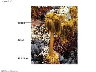© 2014 Pearson Education, Inc.
Figure 25.14
Blade
Stipe
Holdfast
 
