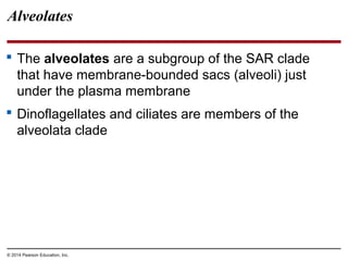 Alveolates
 The alveolates are a subgroup of the SAR clade
that have membrane-bounded sacs (alveoli) just
under the plasma membrane
 Dinoflagellates and ciliates are members of the
alveolata clade
© 2014 Pearson Education, Inc.
 