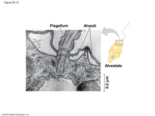 © 2014 Pearson Education, Inc.
Figure 25.15
Flagellum Alveoli
Alveolate
0.2µm
 