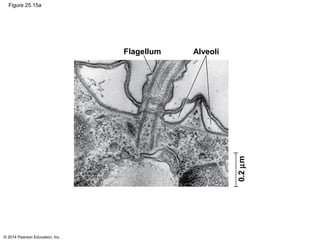 © 2014 Pearson Education, Inc.
Figure 25.15a
Flagellum Alveoli
0.2µm
 