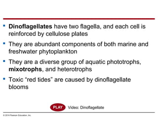  Dinoflagellates have two flagella, and each cell is
reinforced by cellulose plates
 They are abundant components of both marine and
freshwater phytoplankton
 They are a diverse group of aquatic phototrophs,
mixotrophs, and heterotrophs
 Toxic “red tides” are caused by dinoflagellate
blooms
© 2014 Pearson Education, Inc.
Video: Dinoflagellate
 