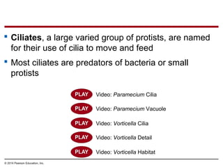  Ciliates, a large varied group of protists, are named
for their use of cilia to move and feed
 Most ciliates are predators of bacteria or small
protists
© 2014 Pearson Education, Inc.
Video: Paramecium Cilia
Video: Paramecium Vacuole
Video: Vorticella Cilia
Video: Vorticella Habitat
Video: Vorticella Detail
 