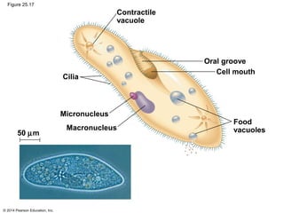 © 2014 Pearson Education, Inc.
Figure 25.17
Contractile
vacuole
Cilia
Oral groove
Cell mouth
Micronucleus
Food
vacuolesMacronucleus
50 µm
 