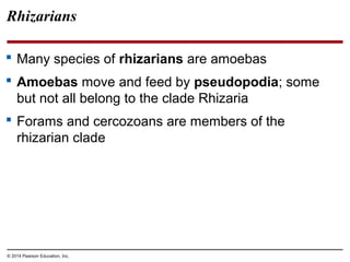  Many species of rhizarians are amoebas
 Amoebas move and feed by pseudopodia; some
but not all belong to the clade Rhizaria
 Forams and cercozoans are members of the
rhizarian clade
Rhizarians
© 2014 Pearson Education, Inc.
 