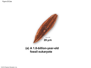 © 2014 Pearson Education, Inc.
Figure 25.2aa
20 µm
(a) A 1.8-billion-year-old
fossil eukaryote
 