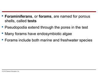  Foraminiferans, or forams, are named for porous
shells, called tests
 Pseudopodia extend through the pores in the test
 Many forams have endosymbiotic algae
 Forams include both marine and freshwater species
© 2014 Pearson Education, Inc.
 