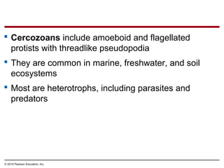  Cercozoans include amoeboid and flagellated
protists with threadlike pseudopodia
 They are common in marine, freshwater, and soil
ecosystems
 Most are heterotrophs, including parasites and
predators
© 2014 Pearson Education, Inc.
 