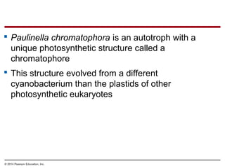  Paulinella chromatophora is an autotroph with a
unique photosynthetic structure called a
chromatophore
 This structure evolved from a different
cyanobacterium than the plastids of other
photosynthetic eukaryotes
© 2014 Pearson Education, Inc.
 