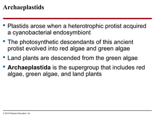 Archaeplastids
 Plastids arose when a heterotrophic protist acquired
a cyanobacterial endosymbiont
 The photosynthetic descendants of this ancient
protist evolved into red algae and green algae
 Land plants are descended from the green algae
 Archaeplastida is the supergroup that includes red
algae, green algae, and land plants
© 2014 Pearson Education, Inc.
 