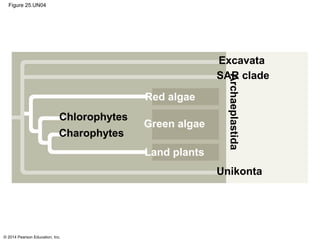© 2014 Pearson Education, Inc.
Figure 25.UN04
Archaeplastida
Unikonta
SAR clade
Excavata
Chlorophytes
Charophytes
Red algae
Green algae
Land plants
 