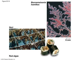 © 2014 Pearson Education, Inc.
Figure 25.19
Bonnemaisonia
hamifera
8 mm
Red algae
Nori
 
