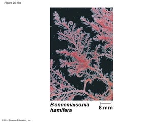 © 2014 Pearson Education, Inc.
Figure 25.19a
Bonnemaisonia
hamifera 8 mm
 